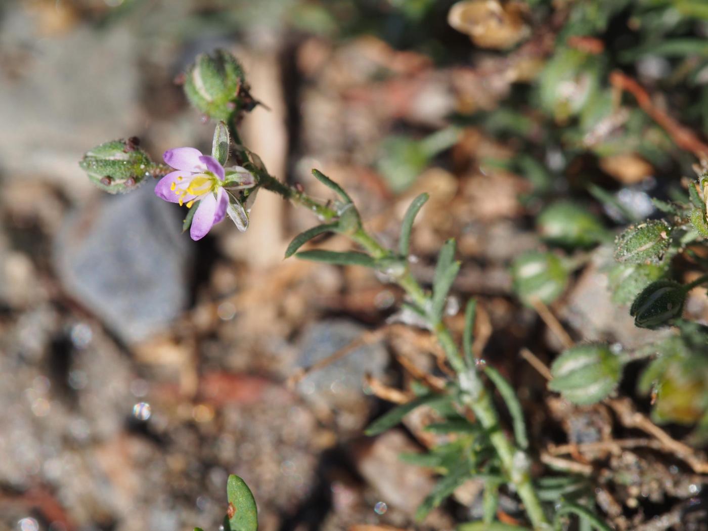 Spurrey, Sand plant